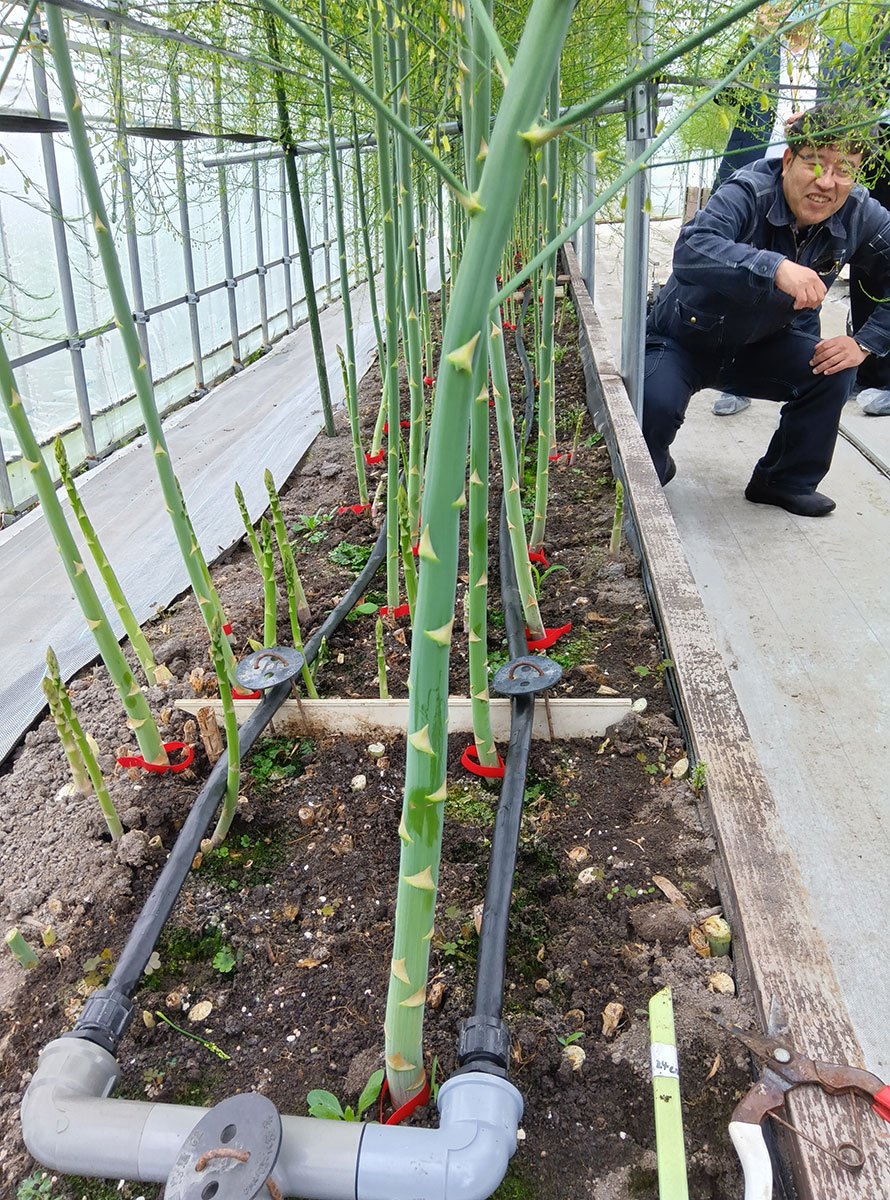 花・野菜技術センターの圃場視察（アスパラガス）